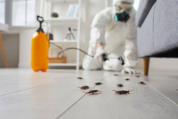 Trusted Rodent Control service in Woodland, CA - Nex Pest Control